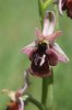 Ophrys reinholdii, Peloponnesos 2004-04-13