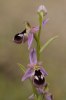 Ophrys reinholdii, Rhodos 2011-04-04