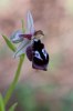 Ophrys reinholdii, Rhodos 2011-04-05