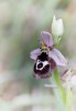 Ophrys reinholdii, Rhodos 2011-04-06