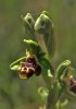 Ophrys rhodia Cypern 2002-03- 