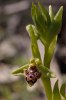 Ophrys rhodia, Rhodos 2011-04-09