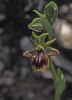 Ophrys alasiatica, Cypern 2002-03-16