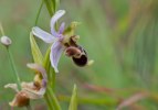 Ophrys_scolopax_3