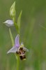 Ophrys_scolopax_6