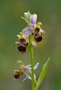 Ophrys_scolopax_8