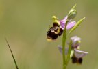 Ophrys scolopax subsp. scolopax, Provance (Fr.) 2011-05-18