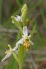 Ophrys scolopax subsp. scolopax var. chlorantha, Provance (Fr.) 2011-05-18