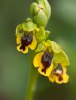 Ophrys sicula, Tuscany (It.) 2010-04-15