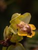 Ophrys sicula, Kreta (Gr.) 2007-04