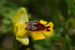 Ophrys sicula, Sicily (It.) 2012-04