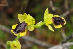 Ophrys sicula, Chios (Gr.) 2009-04-