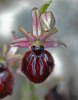 Ophrys sipontensis, Gargano (It.) 2005-04-19