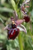Ophrys sipontensis, Gargano (It.) 2005-04-23