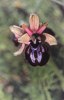 Ophrys sipontensis, Gargano (It.) 2000-04-22