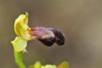 Ophrys sitiaca, Chios (Gr.) 2009-04-06