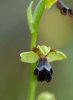 Ophrys persephonae, Rhodos 2011-04-05