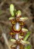 Ophrys speculum, Sardinien 2006-04-23