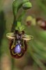 Ophrys speculum, Sicilien 2003-04-25