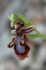 Ophrys speculum, Gargano 2005-04-19