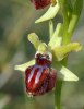 Ophrys sphegodes ?, Gargano