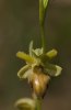 Ophrys sphegodes, Toscana 2010-04-15
