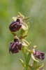 Ophrys sphegodes, Sicilien, 2012-04-25
