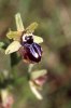 Ophrys panormitana, Sicilien 2003-04-25