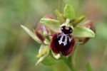 Ophrys panormitanasubsp. praecox, Sardinien 2006-04-28 