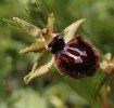 Ophrys panormitanasubsp. praecox, Sardinien 2006-04-28 