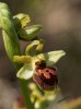 Ophrys sphegodes ssp tarquinia, Toscana 2010-04-15