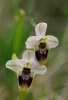 Ophrys tenthredinifera, Toscana 2010-04-15