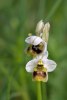 Ophrys tenthredinifera, Gargano 2005-04-19