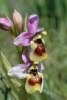 Ophrys tenthredinifera, Gargano 2005-04-23