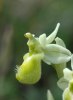 Ophrys tenthredinifera var. chlorantha, Gargano 2005-04-20