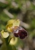 Ophrys sitiaca, Rhodos (Gr.) 2011-04-07 