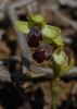 Ophrys_fusca_ssp_thriptiensis