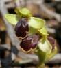 Ophrys_fusca_ssp_thriptiensis_2