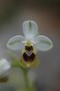 Ophrys_ulyssea