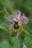 Ophrys_ulyssea_2