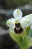 Ophrys_ulyssea_3
