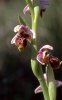Ophrys umbilicata, Cypern 2002-03-15
