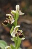 Ophrys umbilicata, Chios 2009-04-05