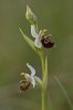 Ophrys vetula, Södra Frankrike 2011-05-18 