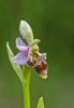 Ophrys_scolopax_4