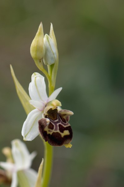 Ophrys vetula, södra Frankrike, 2011-05-18