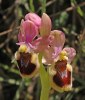 Ophrys villosa, Kreta 2007-04-19