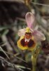Ophrys villosa, Kreta 2007-04-19