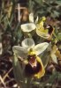 Ophrys villosa, Lesvos 2014-04