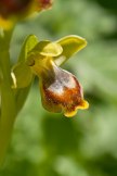 Ophrys subfusca subsp. archimedea